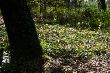 Parc du Limancet St Medard lierre au sol.